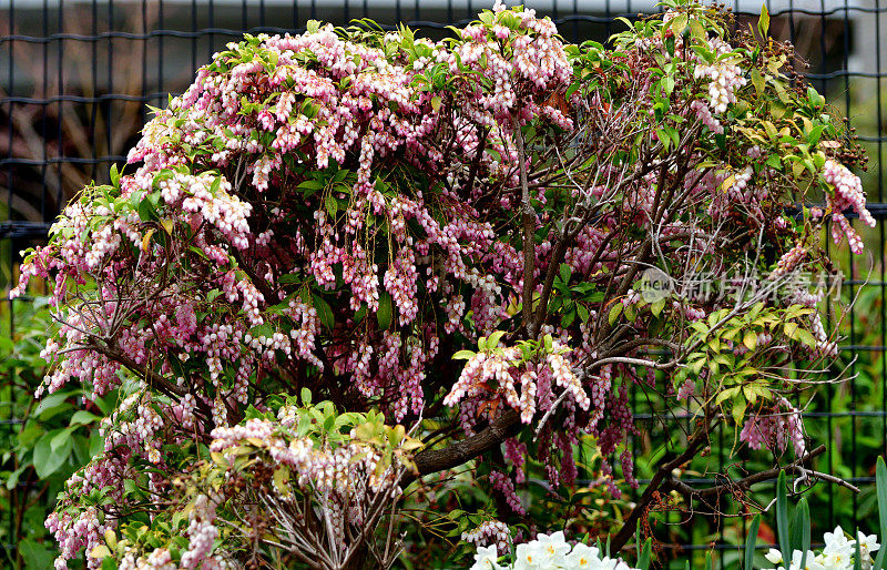 Pieris japonica /日本仙女座菌株